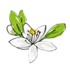 橘子花